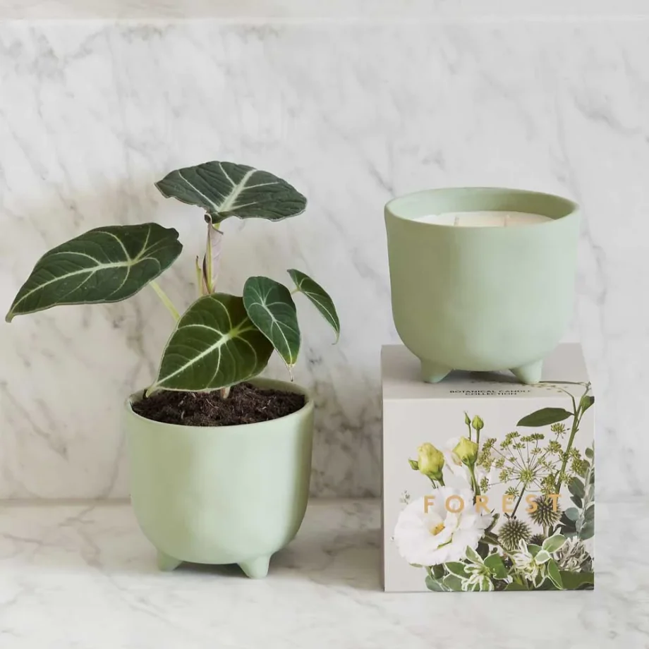 Myrtle & Moss The Botanical Candle Collection: Forest